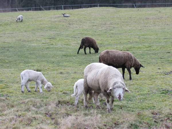 Herdorfer Habitants Des Pâturages — Photo