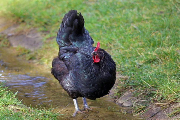 Festői Kilátás Gyönyörű Madár Természetben — Stock Fotó