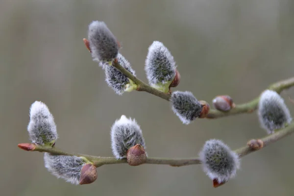 Close View Willow Catkins — Stock Photo, Image