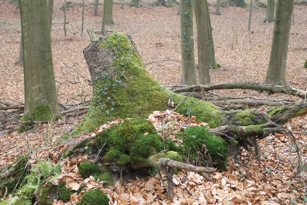 Ένα Κατάφυτο Κούτσουρο Δένδρων — Φωτογραφία Αρχείου