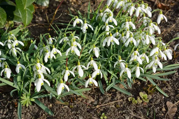 Peaceful Meadow Wild Snowdrops Spring — Stock Photo, Image