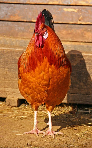 Schilderachtig Uitzicht Prachtige Vogel Natuur — Stockfoto