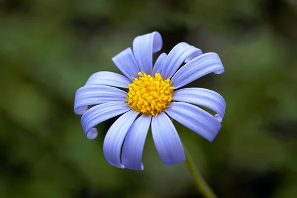 Daisy Full Bloom — Stock Photo, Image