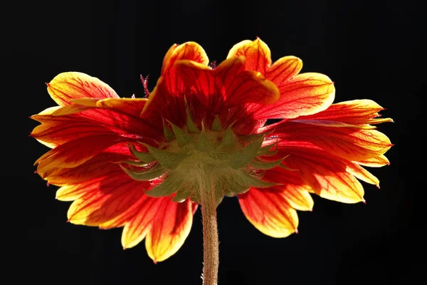 Backlit Flower Black Background — Stock Photo, Image