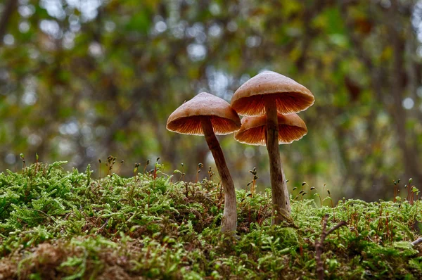 Cultivo Cogumelos Floresta Fundo Natureza — Fotografia de Stock