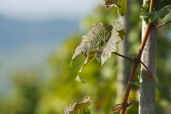 Grape Plant Vineyard — Stock Photo, Image