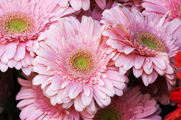 Große Rosa Blüte Gerbera — Stockfoto