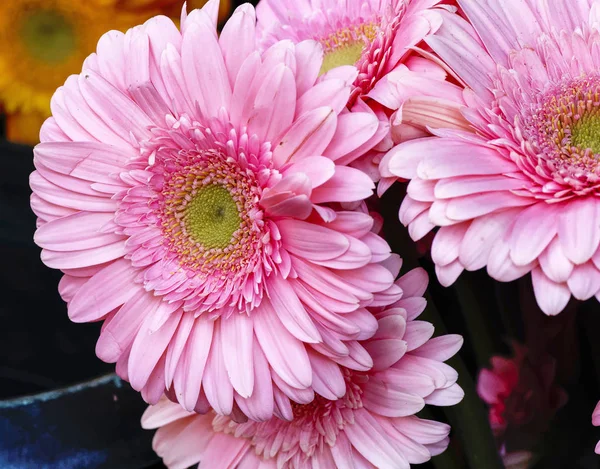Große Rosa Blüte Gerbera — Stockfoto