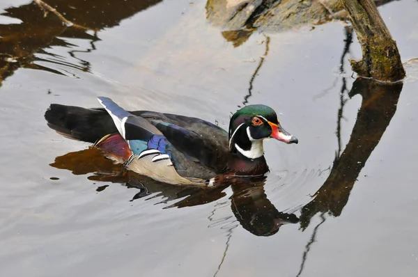 Pato Madera Lago — Foto de Stock