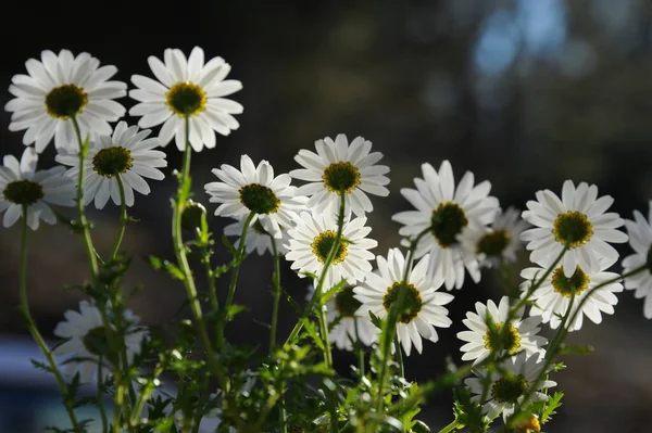 Margarita Blumen Wilde Flora — Stockfoto