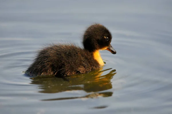池の水とアヒルの鳥野生動物自然動物 — ストック写真