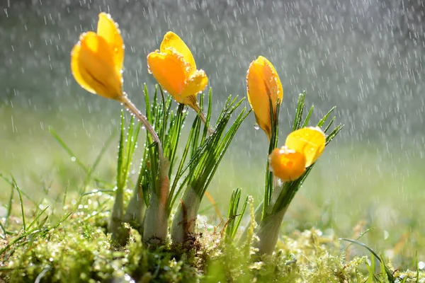 Krokusblumen Blühen Frühlingsflora — Stockfoto