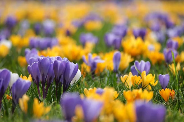 Krokusy Okvětní Lístky Jarních Květů — Stock fotografie