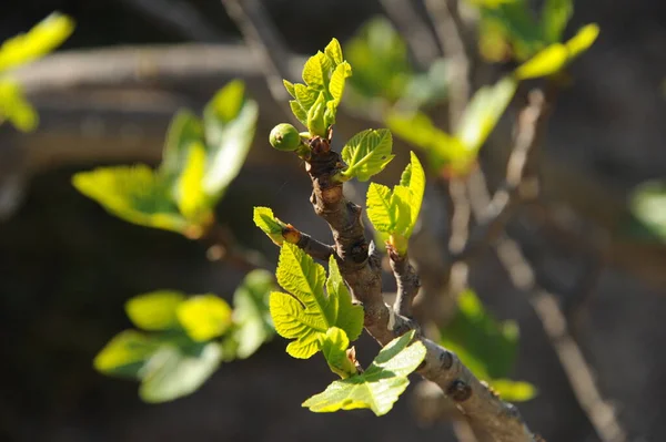 イチジクの葉木の葉緑の植物 — ストック写真