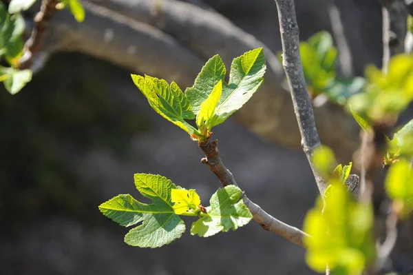 Feige Blad Het Voorjaar — Stockfoto