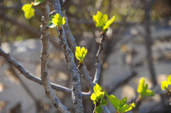 Vijgenvruchten Boomgroene Bladeren Fruitboom — Stockfoto