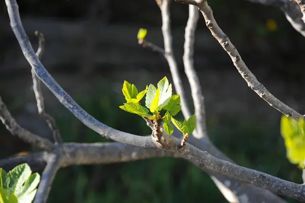 Figuiers Feuilles Vertes Arbres Fruitiers — Photo