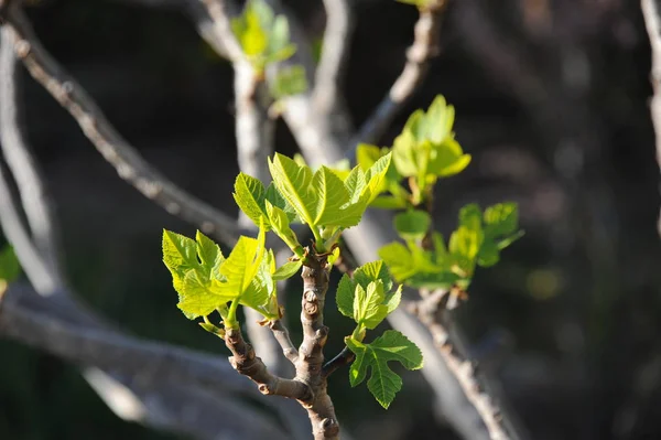 Vijgenbladeren Gebladerte Van Bomen Groene Flora — Stockfoto