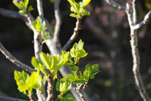 无花果叶 绿色植物 — 图库照片