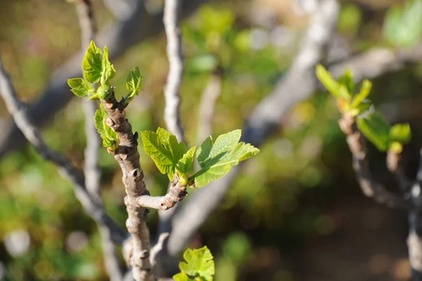 Vijgenvruchten Boomgroene Bladeren Fruitboom — Stockfoto