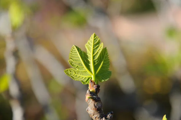 Vijgenbladeren Gebladerte Van Bomen Groene Flora — Stockfoto