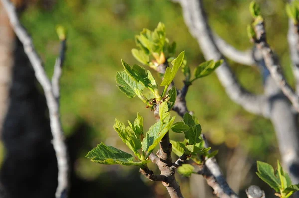 Fík Ovoce Strom Zelené Listy Ovocný Strom — Stock fotografie