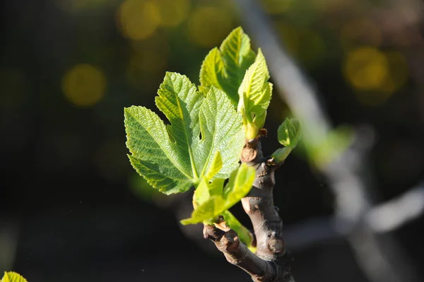 Fig Tree Green Leaves Fruit Tree — Stock Photo, Image