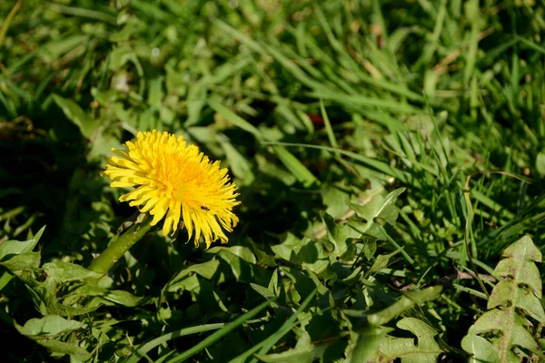 小小的黑色食腐苍蝇坐在草地上的蒲公英上 — 图库照片