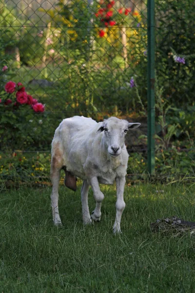Alte Frisch Geschorene Schafe — Stockfoto