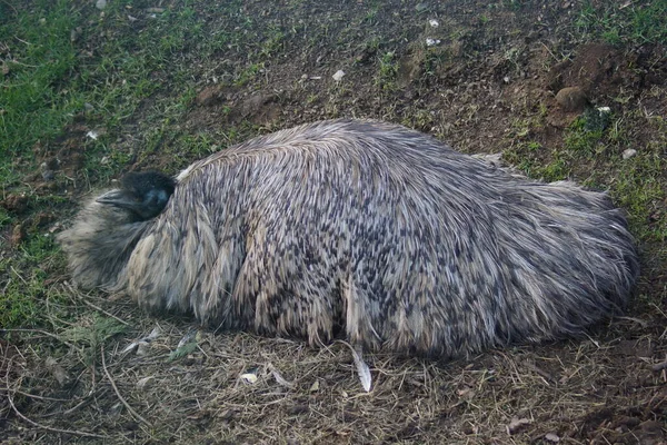 Een Grote Nesten Emu Emoes Noveahollandiae — Stockfoto