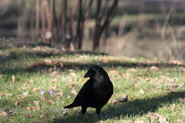 草原上的乌鸦 — 图库照片