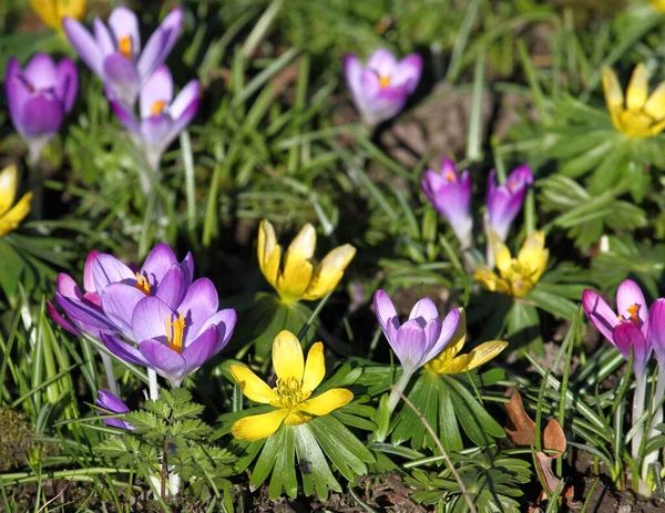 Çayır Timsahları Bahar Çiçekleri — Stok fotoğraf