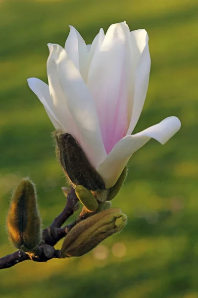 Vue Belles Fleurs Printanières — Photo