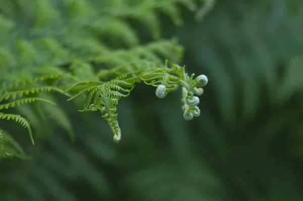 Bel Colpo Botanico Carta Parati Naturale — Foto Stock