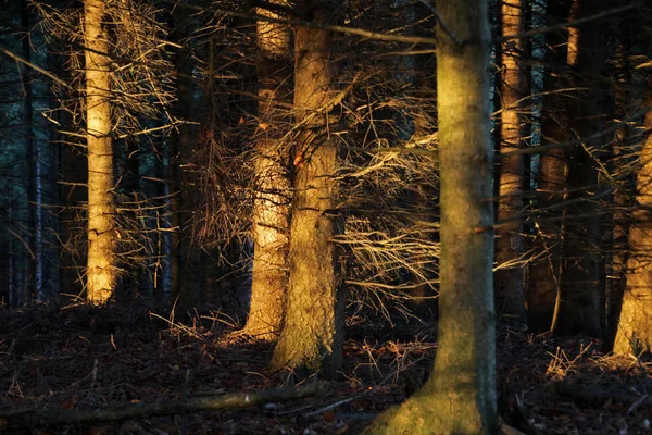 Coniferous Forest Evening Light — Stock Photo, Image