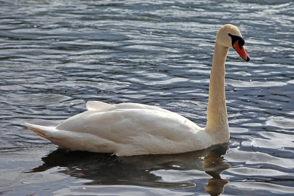 Vista Aswanscenic Cisne Majestoso Natureza — Fotografia de Stock