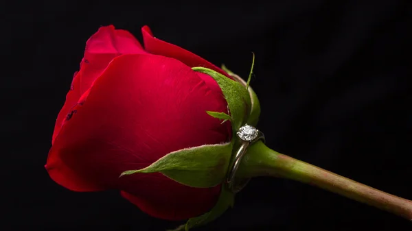Doskonały Prezent Walentynki Pierścionek Zaręczynowy Czerwona Róża — Zdjęcie stockowe