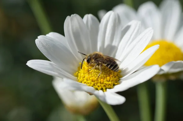 Vista Panoramica Bellissimi Fiori Marguerite — Foto Stock