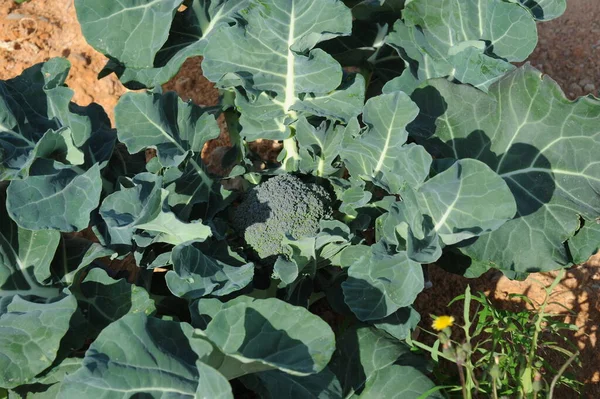 Brocoli Brocoli Sur Terrain Espagne — Photo