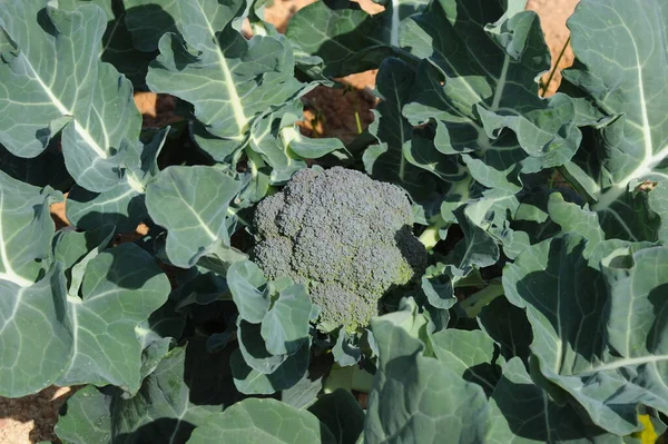 Brokolice Brokolice Hřišti Španělsko — Stock fotografie