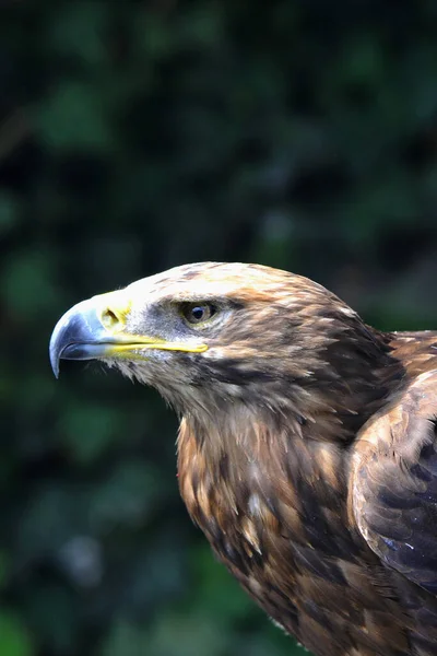 Scenic View Majestic Golden Eagle Wild Nature — Stock Photo, Image