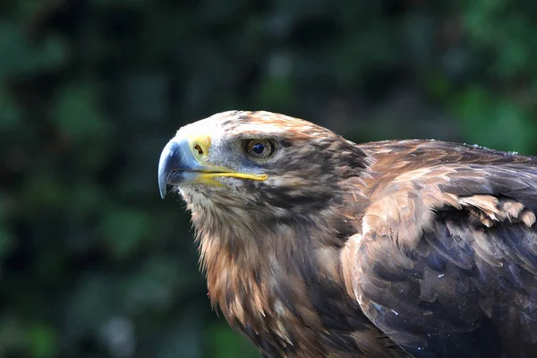 Scenic View Majestic Golden Eagle Wild Nature — Stock Photo, Image