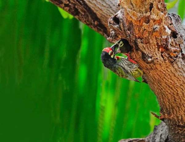 Rézkovács Barbet Madár Megalaima Haemacephala Etető Kölyök — Stock Fotó