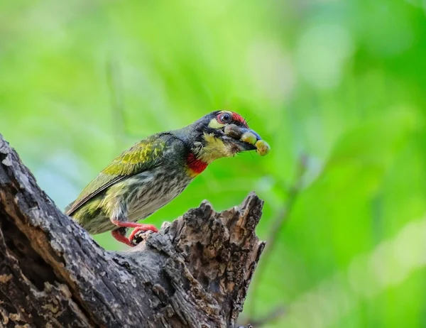 Kupferschmied Barbet Vogel Megalaima Haemacephala Mit Nahrung — Stockfoto