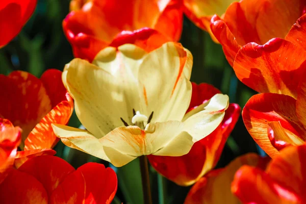 Vue Rapprochée Des Tulipes Couleur Rouge Jaune Fleurs — Photo