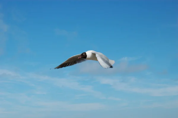 Einzige Möwe Flug — Stockfoto