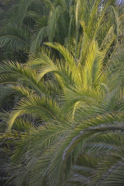 Palmblad Kvällssolen — Stockfoto