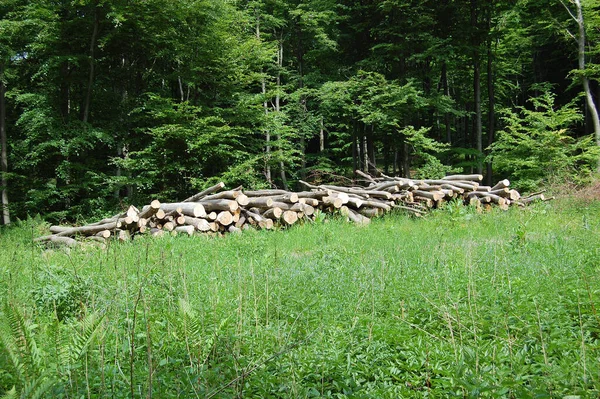 logs on the forest edge