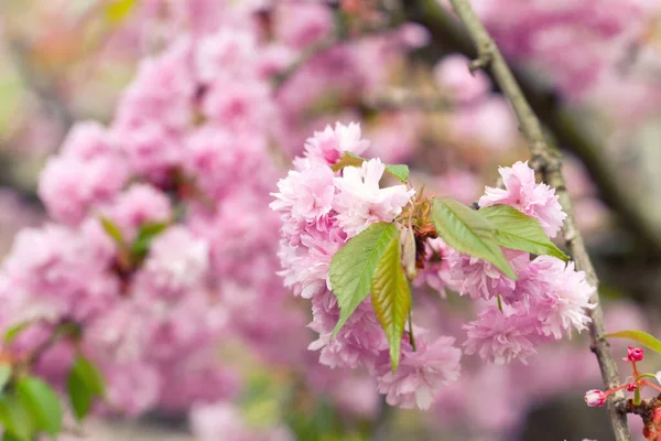 Flores Primavera Árvore — Fotografia de Stock