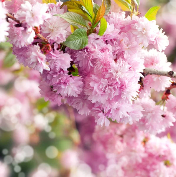 Jarní Květy Stromě — Stock fotografie